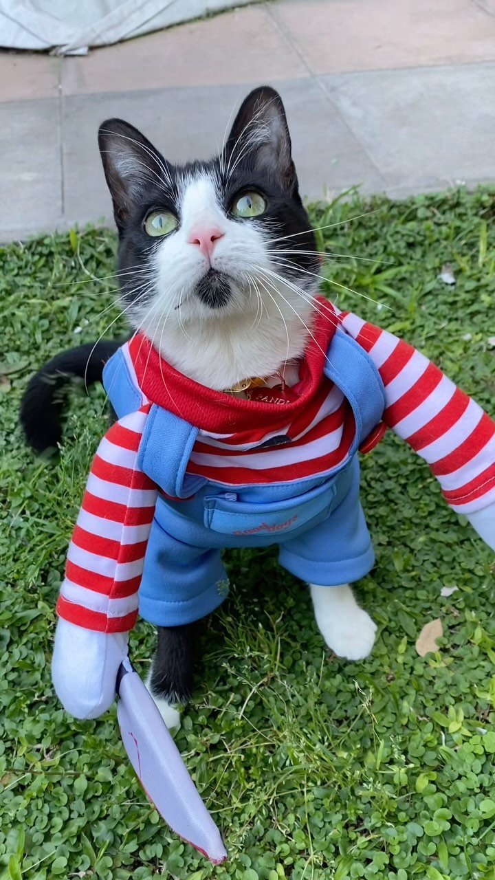 ¡Haz que tu Mascota sea el más temido y tierno de Halloween con Chuky Dog/Cat!